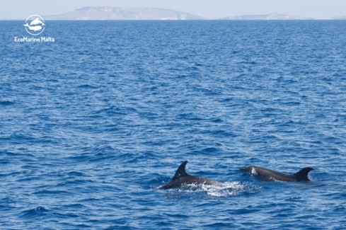 il mare e i delfini
